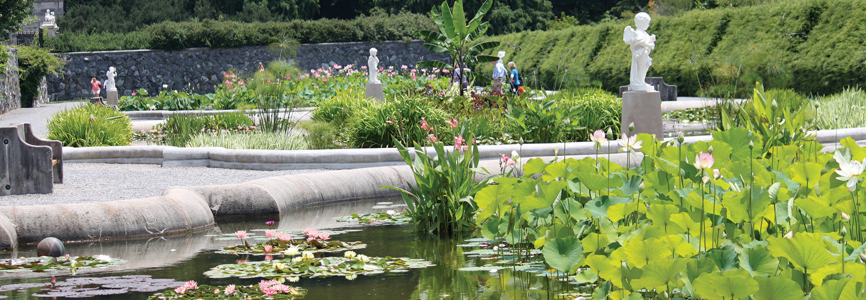 A water garden at the Biltmore Estate in North Carolina features a pond with water lilies, lotus flowers, and classical white statues.