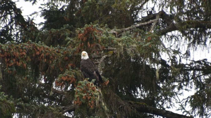Passport to Southeast Alaska: By Hiking Boot, Kayak & Boat