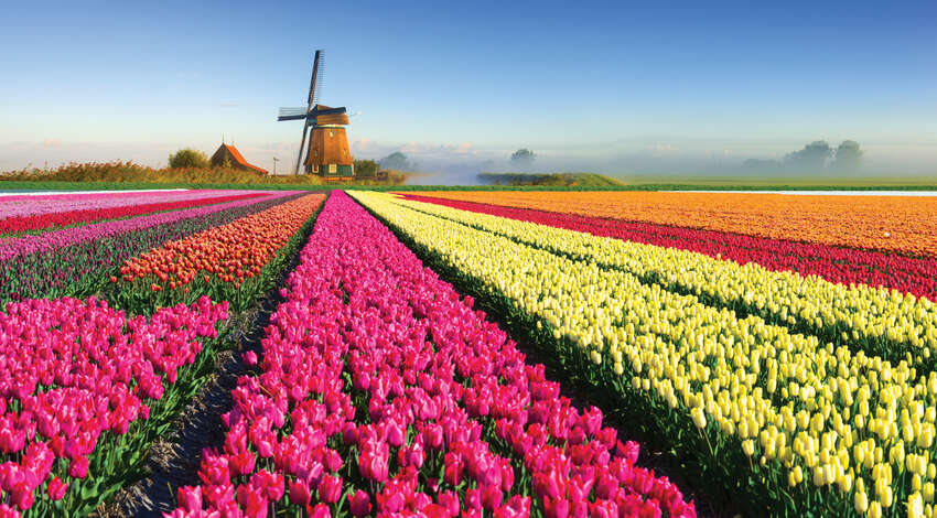 Vibrant rows of colorful tulips bloom in a field leading toward a traditional windmill in the Netherlands.