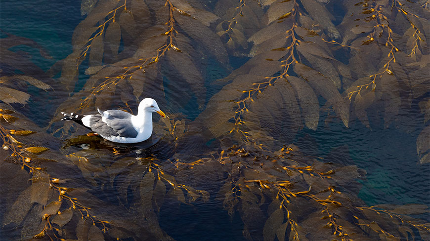 A seagull floats on the water amidst a thick forest of giant kelp off Santa Cruz Island in California’s Channel Islands National Park.