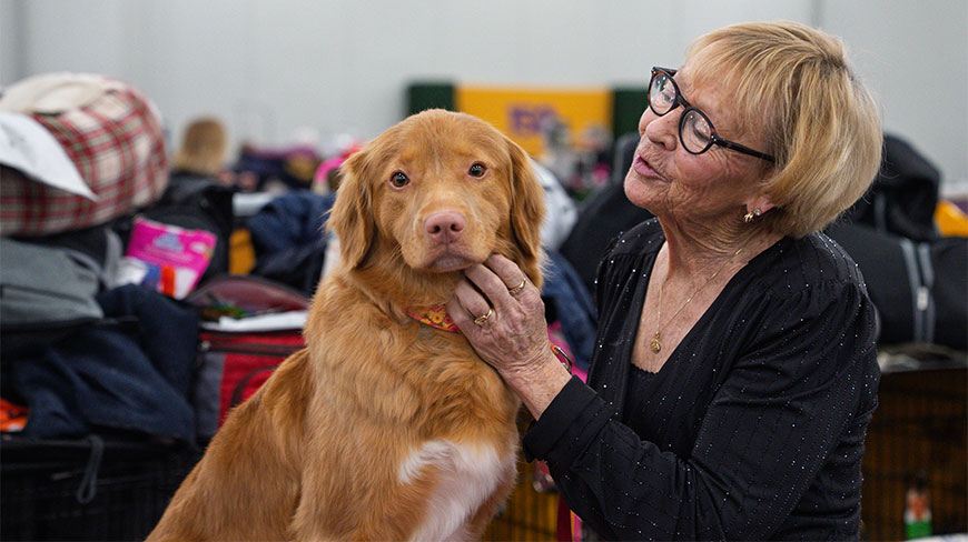 A woman interacts with a golden-brown dog during the Westminster Kennel Club Dog Show at the Javitz Center in New York City.