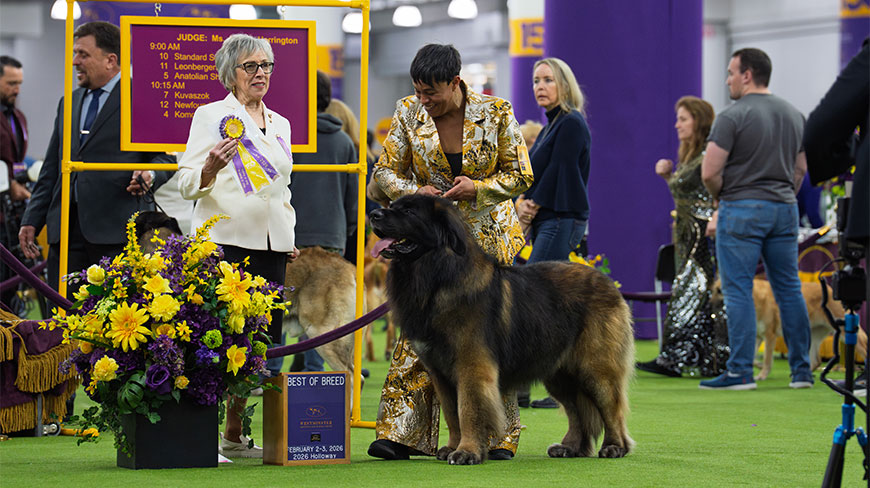 A judge and handler present a Leonberger dog winning Best of Breed at the Westminster Kennel Club Dog Show in New York's Javits Center.