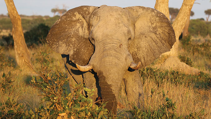 Best of Botswana