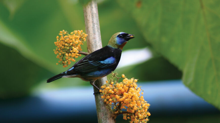 A vibrant Golden-hooded Tanager perched on a branch with clusters of orange berries during a birding trip in Costa Rica.