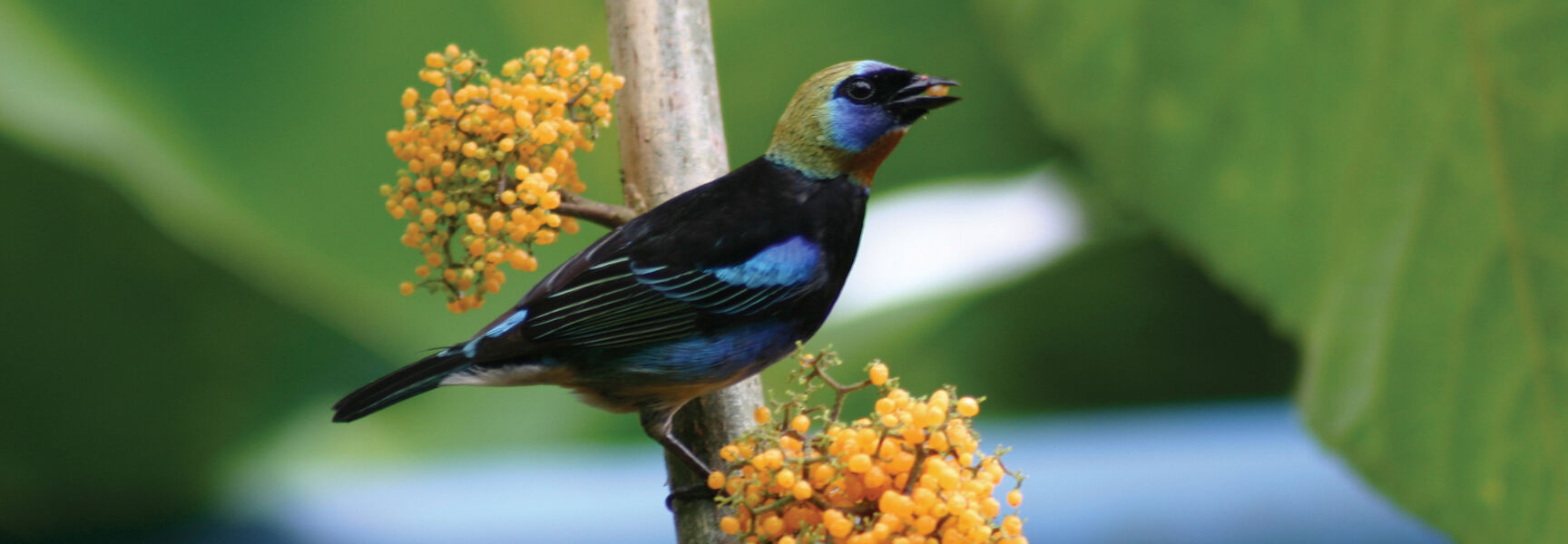 A vibrant Golden-hooded Tanager perched on a branch with clusters of orange berries during a birding trip in Costa Rica.