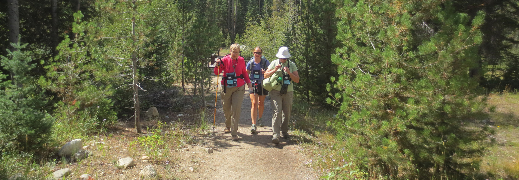 Three women hike on a dirt trail through a dense, sunny pine forest during an expedition in Wyoming.