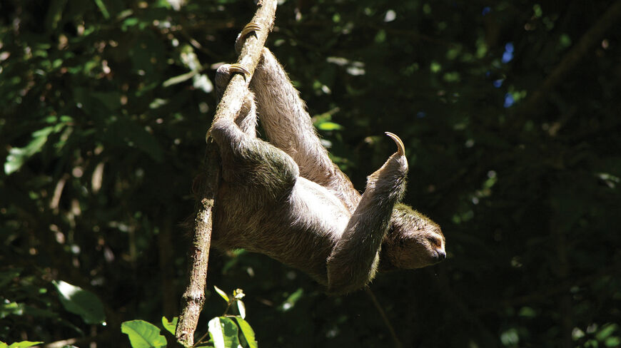 A three-toed sloth hangs from a tree branch in a lush Costa Rican cloud forest.