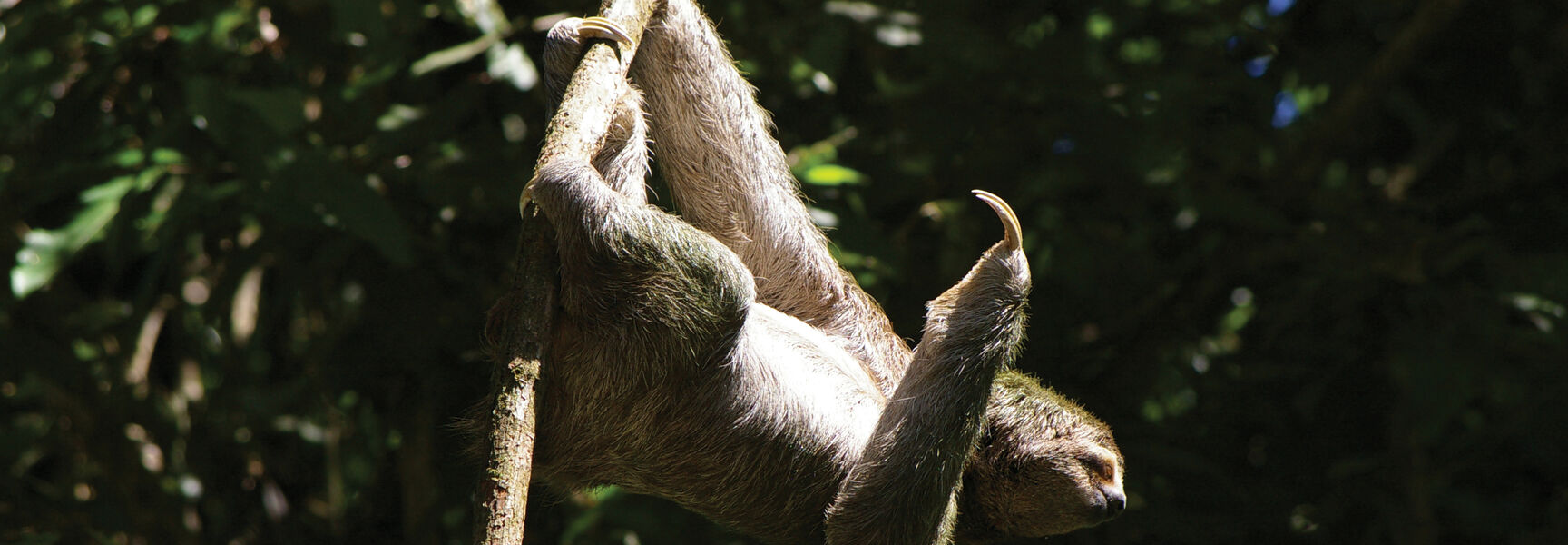 A three-toed sloth hangs from a tree branch in a lush Costa Rican cloud forest.