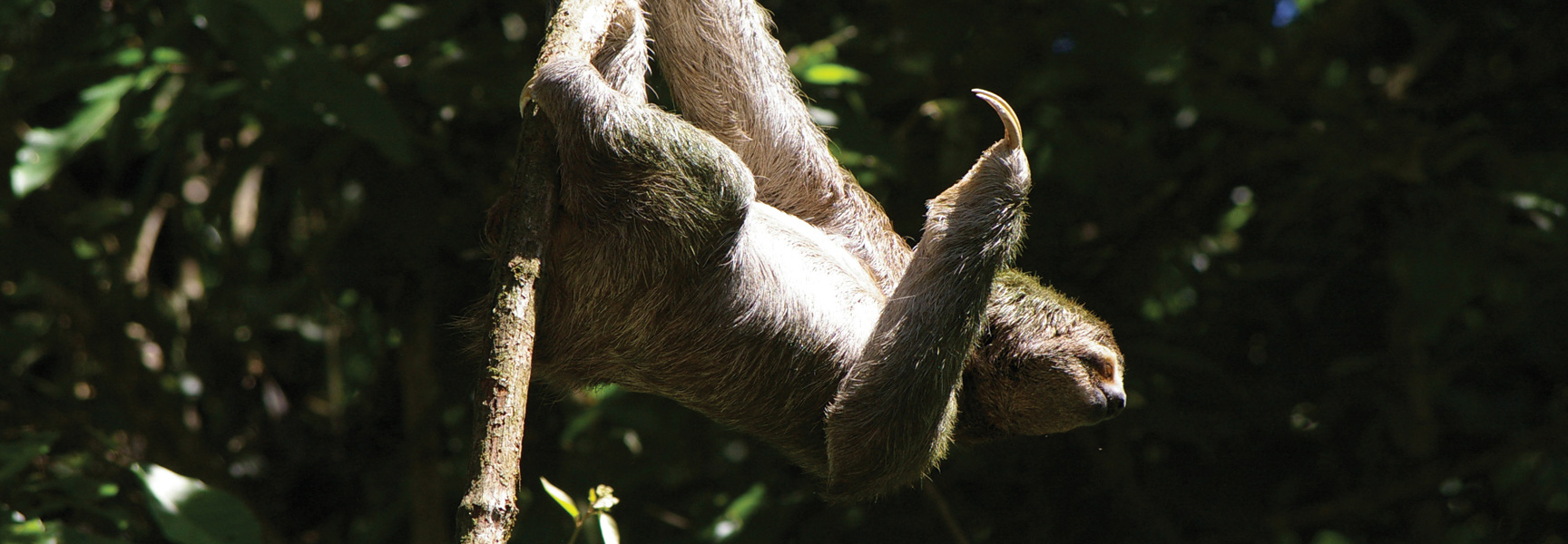 A three-toed sloth hangs upside down from a tree branch in a sun-dappled forest in Costa Rica.
