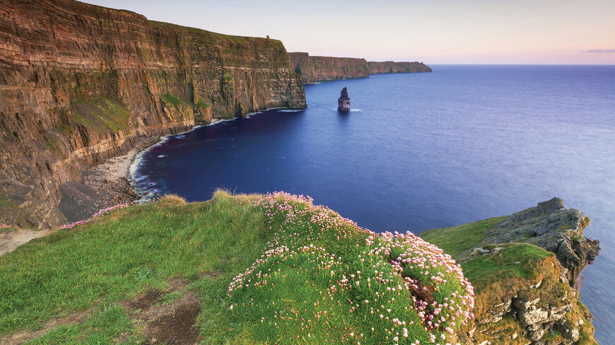 Vibrant pink flowers and green grass grow on a cliff edge overlooking the massive rocky coast and blue sea in the Ireland countryside.
