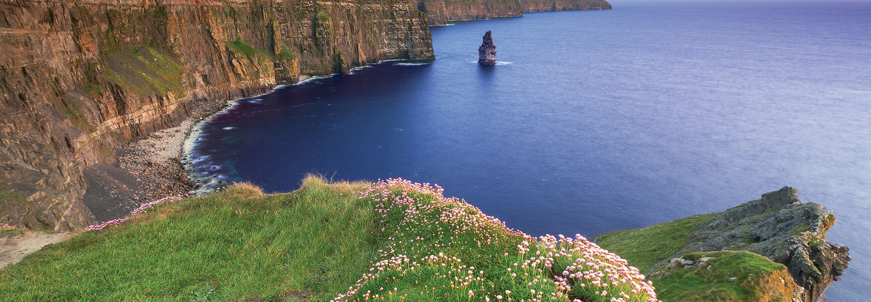 Vibrant pink flowers and green grass grow on a cliff edge overlooking the massive rocky coast and blue sea in the Ireland countryside.