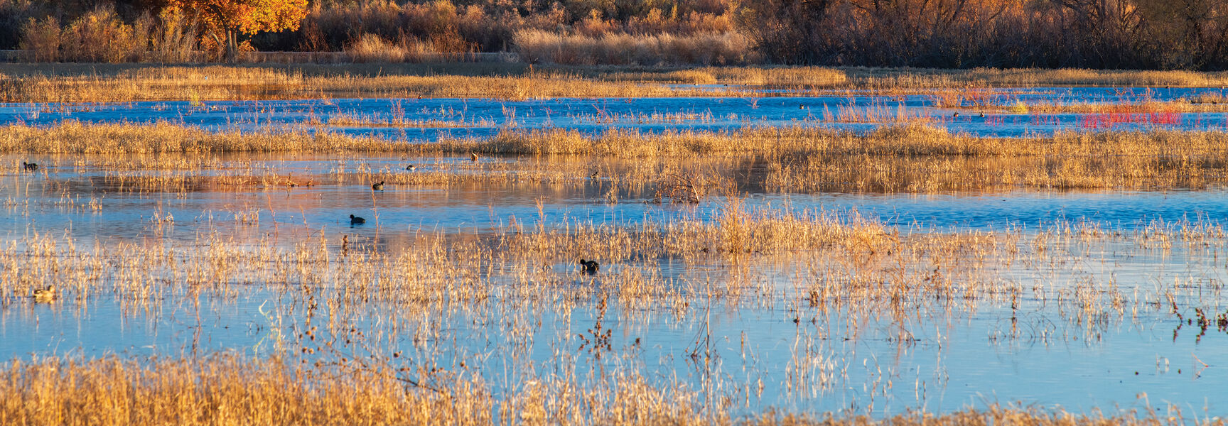 Rugged mountains tower over a southern New Mexico wetland with golden autumn trees and birds resting on the blue water.
