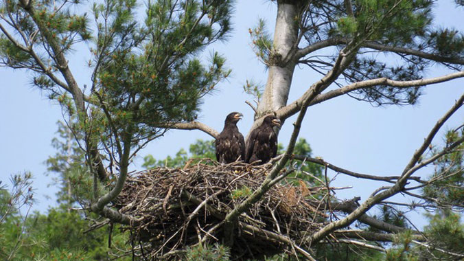 Wildlife, Walking & Hiking in the Green Mountain State