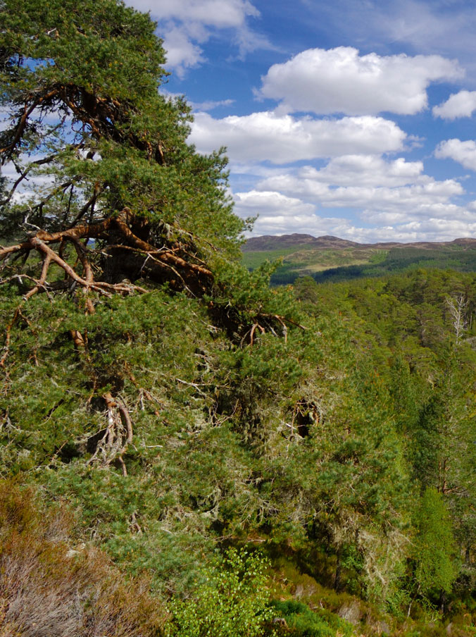 Scotland’s Highlands: A Stay at the Aigas Field Center