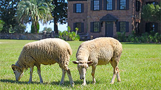 Signature City Charleston