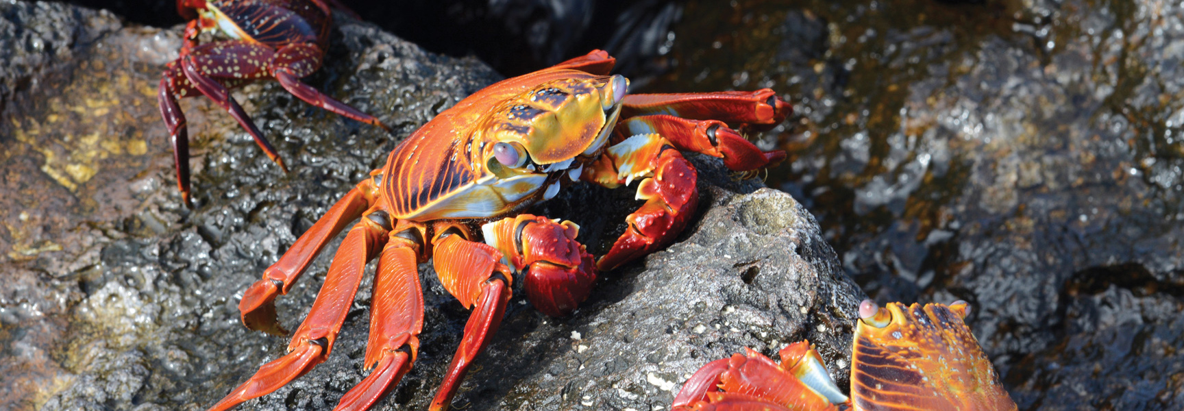A group of bright red Sally Lightfoot crabs rest on dark volcanic rocks in the Galápagos Islands, Ecuador.