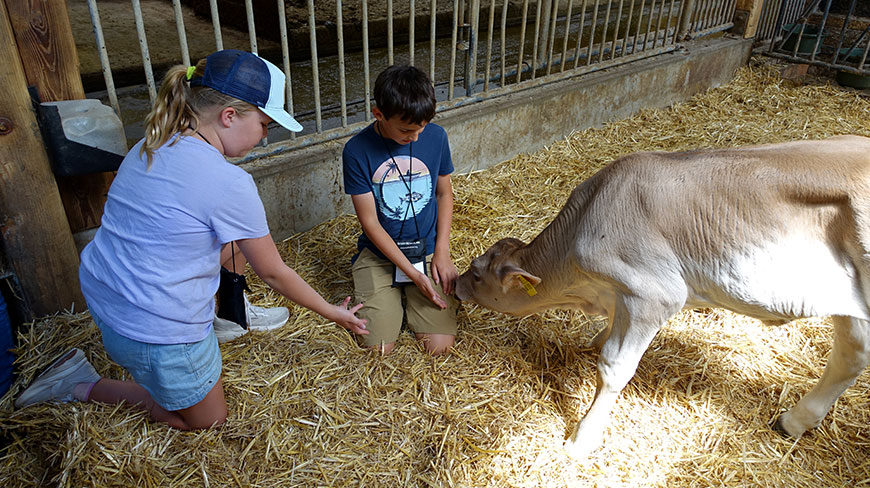 Two children kneel on a bed of hay in a German barn, gently reaching out to pet a young, light brown calf.