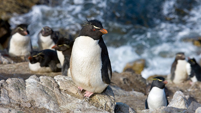Beyond Antarctica: South Shetlands, South Georgia & the Falklands