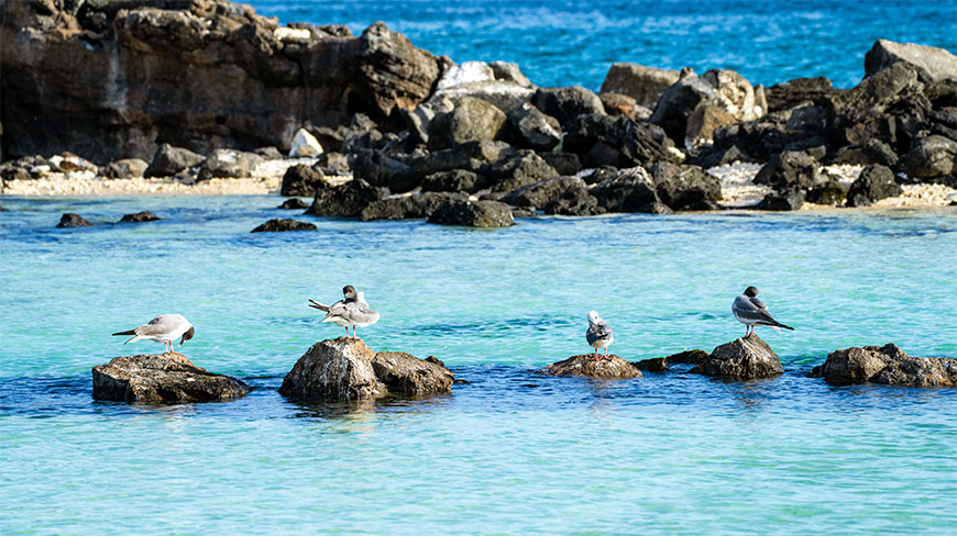 Several gulls perch on volcanic rocks in the clear turquoise waters of Darwin Bay on Genovesa Island in the Galapagos.
