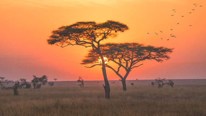 The Best of Kenya and Tanzania: A Classic Safari - Women Only