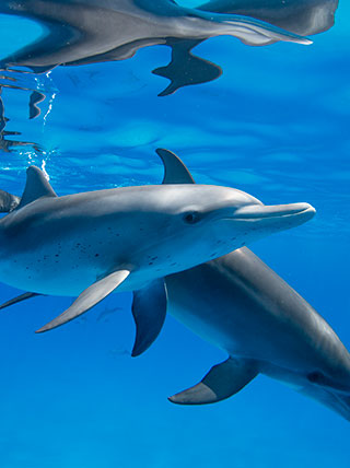 Two dolphins swimming underwater