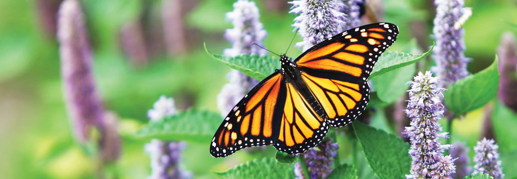 A monarch butterfly with orange and black wings rests on a purple wildflower in Mexico.
