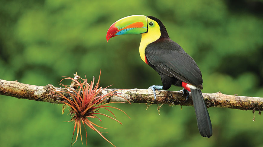 A colorful Keel-Billed Toucan with a bright rainbow-colored beak perches on a tree branch with a bromeliad in Costa Rica.