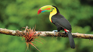 A colorful Keel-Billed Toucan with a large, rainbow-colored beak perches on a branch with a bromeliad in Costa Rica.
