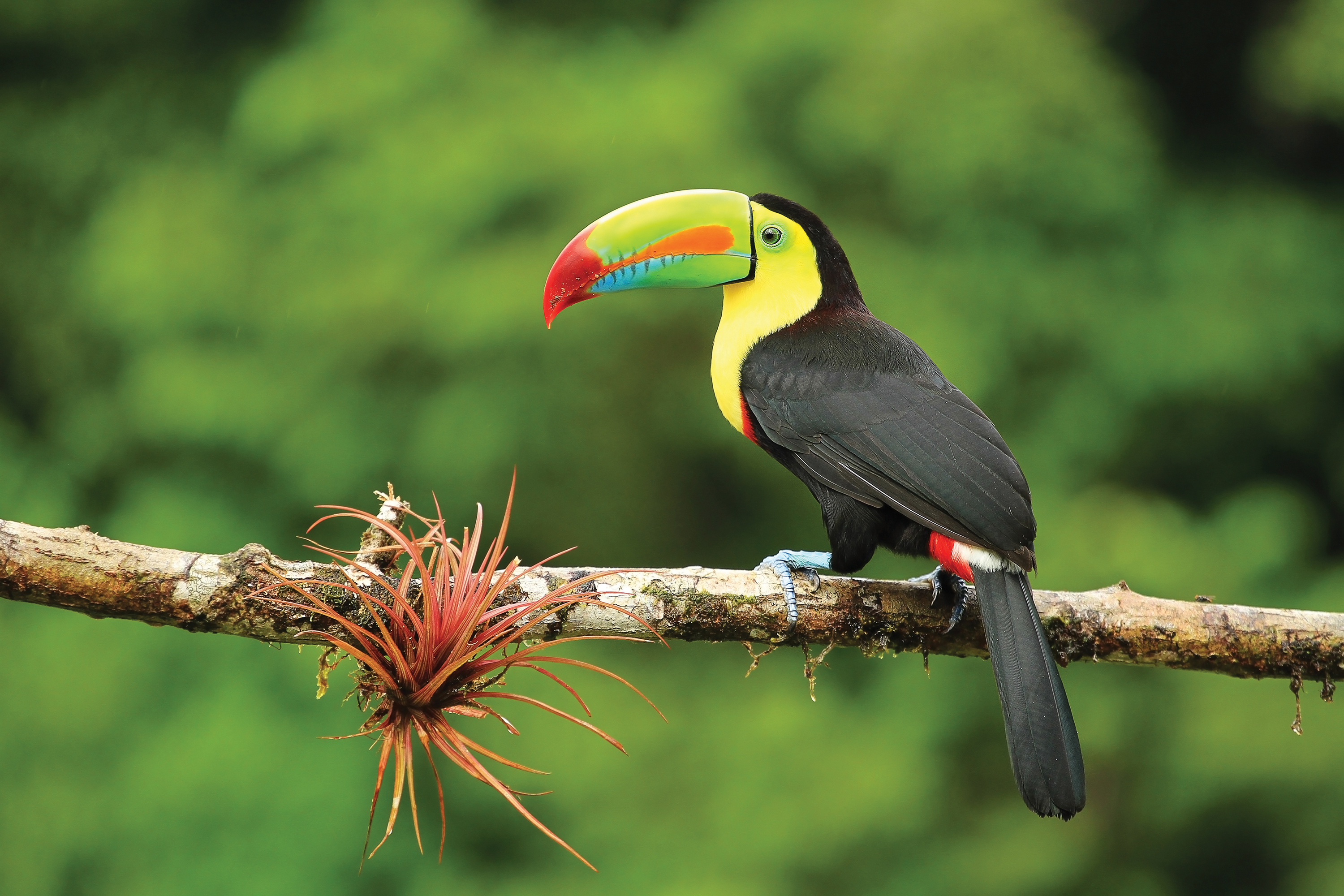 A keel-billed toucan perches on a branch with a red bromeliad in the rainforest of northern Costa Rica.