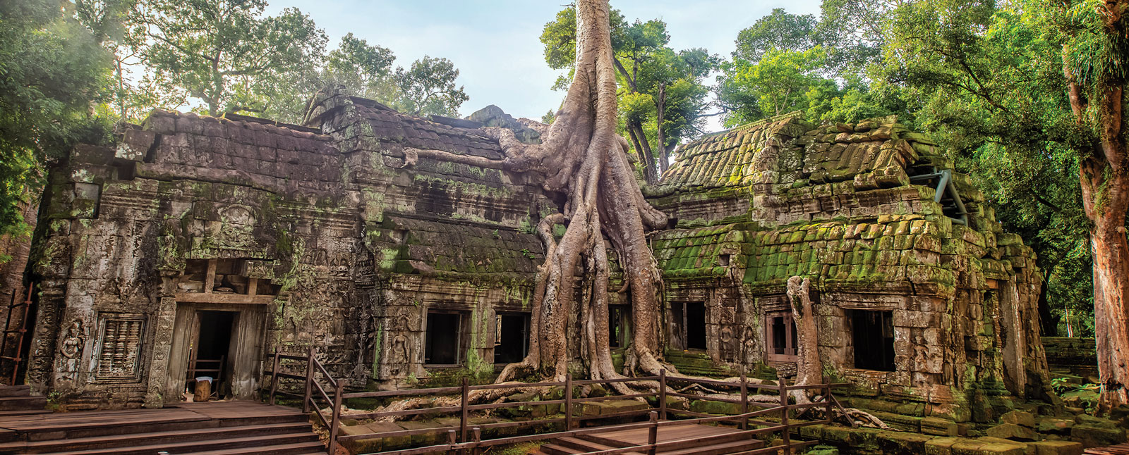 A massive tree with thick roots grows out of an ancient, moss-covered stone temple, which is surrounded by lush green jungle trees.