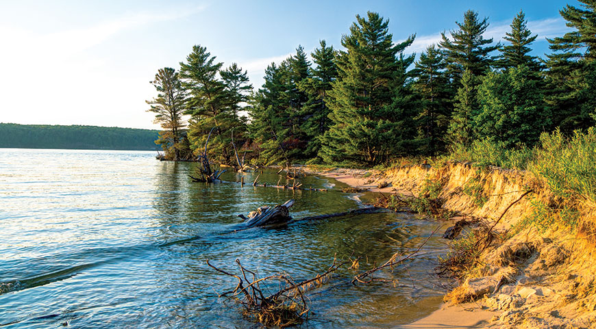 Golden evening light shines on the sandy shore of Lake Superior, where tall pine trees grow along the calm water's edge in the United States.