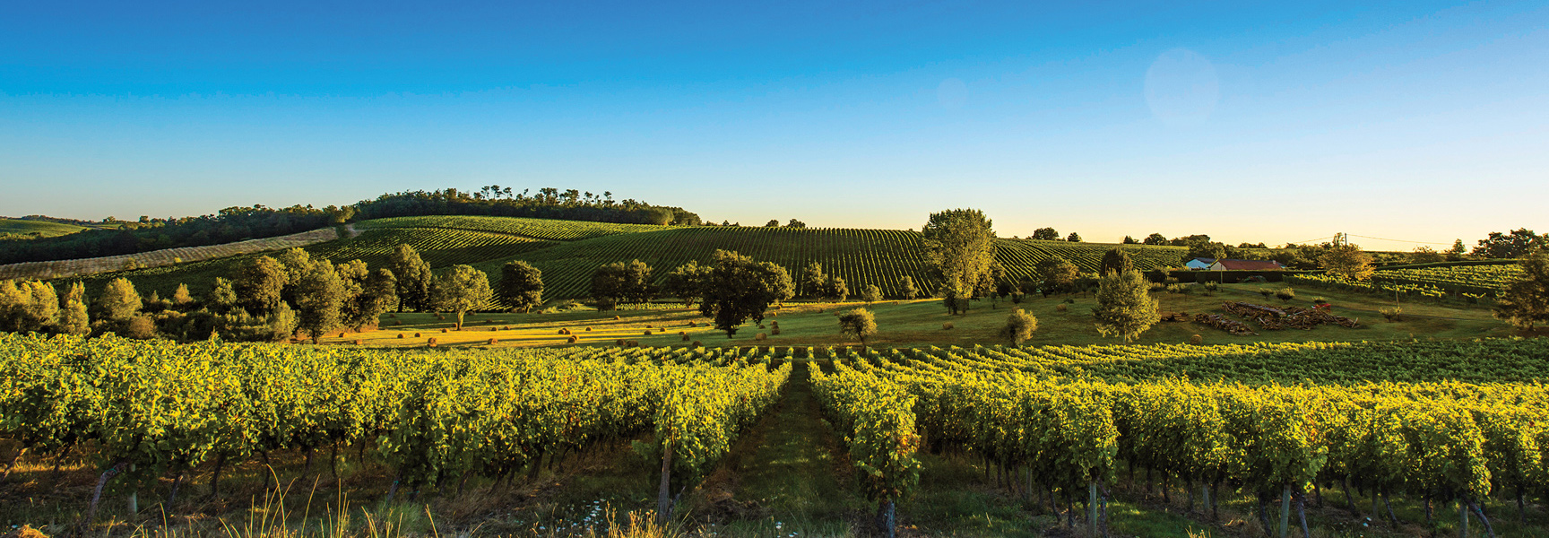 Rolling green hills of a Bordeaux vineyard are bathed in warm sunlight under a clear blue sky.
