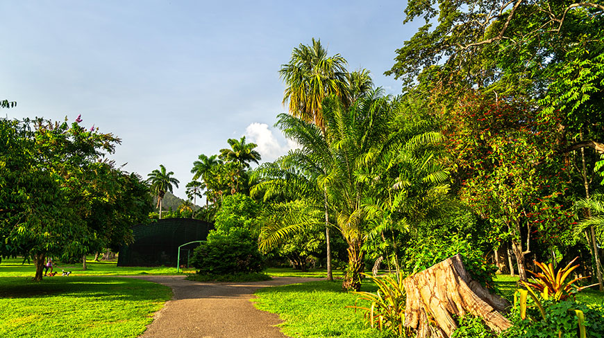 A paved path winds through the lush, green landscape of the Royal Botanic Gardens, with palm trees and a large stump in the foreground.
