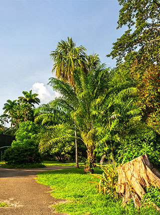 Lush tropical palm trees and greenery at the Royal Botanic Gardens in Port of Spain, Trinidad and Tobago.