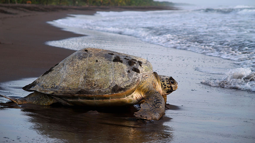 A large sea turtle on a dark, wet sand beach with foamy ocean waves in the background.