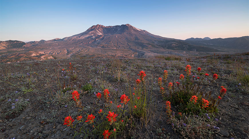 Red wildflowers bloom in a rocky foreground overlooking the crater of Mount St. Helens in Washington state under a clear evening sky.