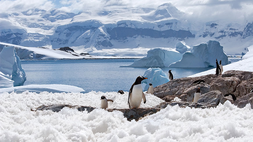Penguins stand on the snowy terrain of Half Moon Island with icebergs and massive snow-covered mountains in the background.