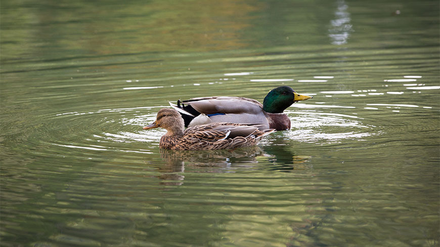 A pair of mallard ducks swim on a pond at the Montreat Conference Center in North Carolina.