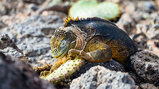 6043_EC_Galapagos_South-Plaza_Hike_smhoz.jpg