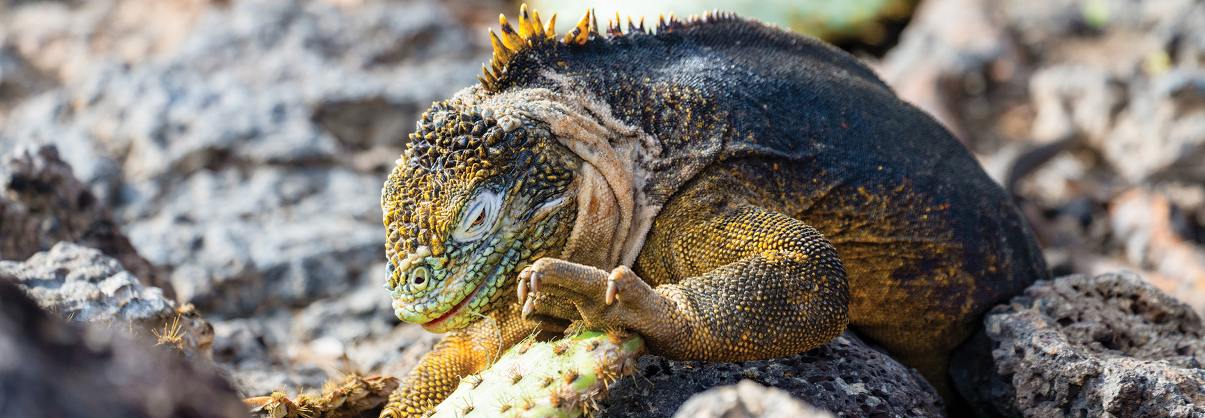 A Galápagos land iguana with its eyes closed rests on volcanic rocks, holding a piece of a cactus in the Galápagos Islands.