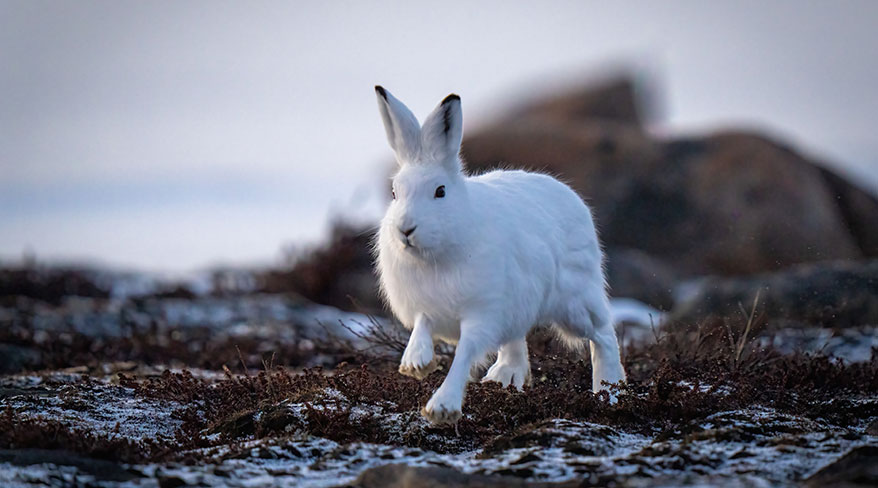 An arctic hare runs across rocky, snow-covered terrain in its natural habitat in Manitoba near Hudson Bay.