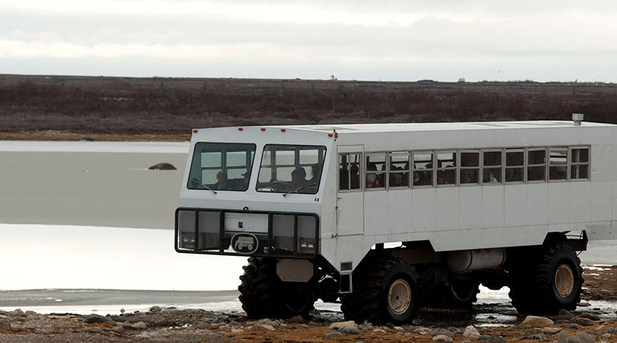A white Tundra Buggy carries passengers across the Arctic landscape of Manitoba to observe polar bears in their natural habitat.