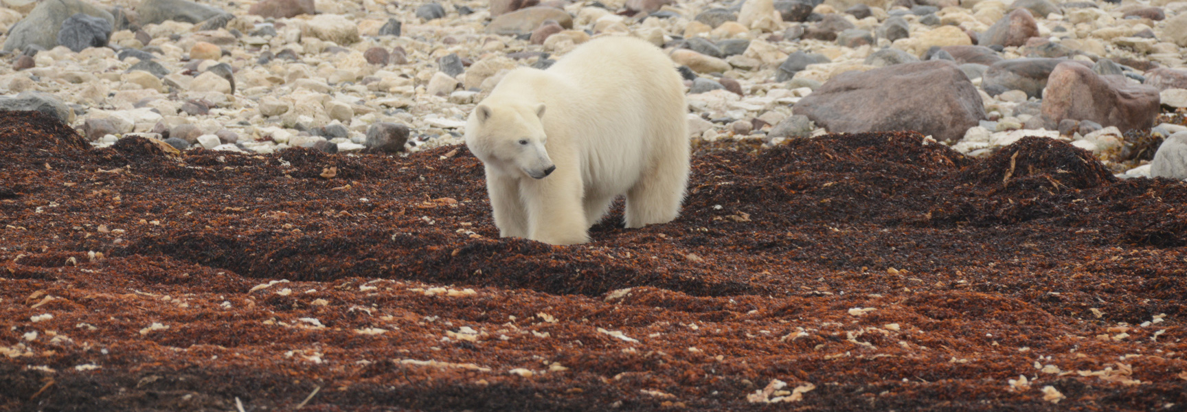 A polar bear stands on a bed of seaweed on a rocky shore in Manitoba.