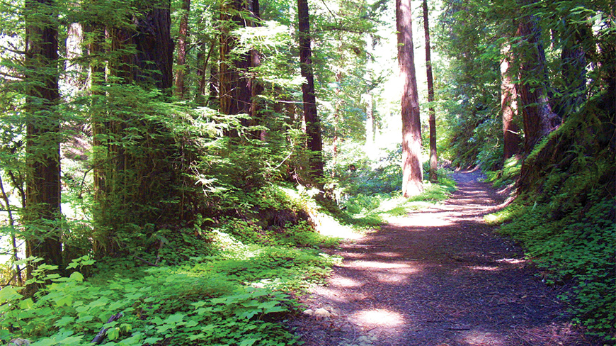 A sunlit path winds through a lush redwood forest in California.