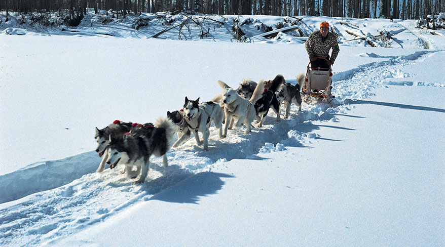 A team of sled dogs pulls a musher on a sled across a snowy path in Churchill, Manitoba.