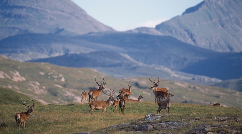 Deer stand in a field with mountains in the background
