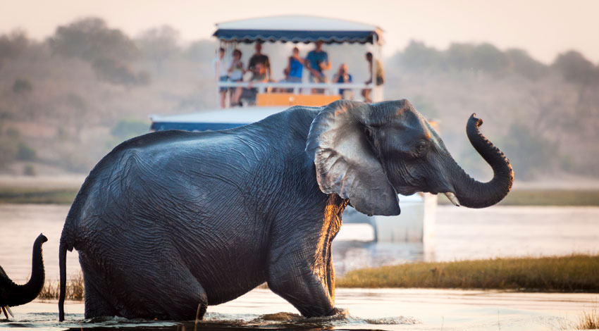 An elephant on a safari wades through the water with its trunk raised as a tour boat watches in the background.