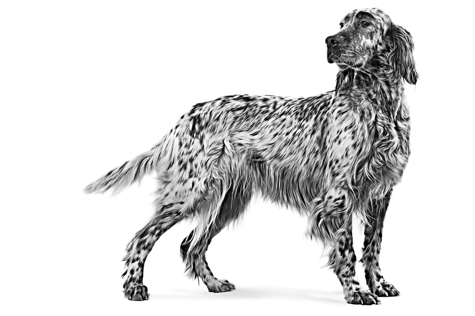 ENGLISH_SETTER_ADULT_-_VET_VHN_Med._Res.___Basic1.png