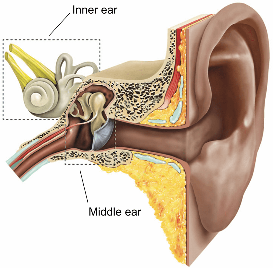 Illustration of the ear anatomy highlighting the inner ear and middle ear.