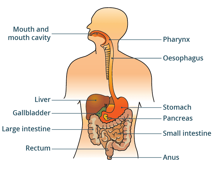 Illustration showing some of the main organs that form the digestive system.